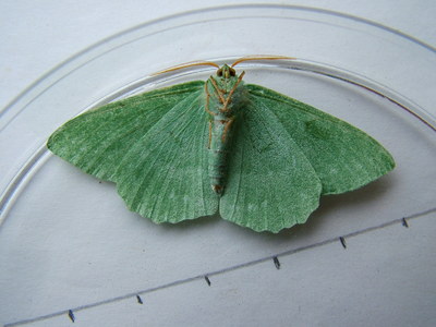 Large Emerald